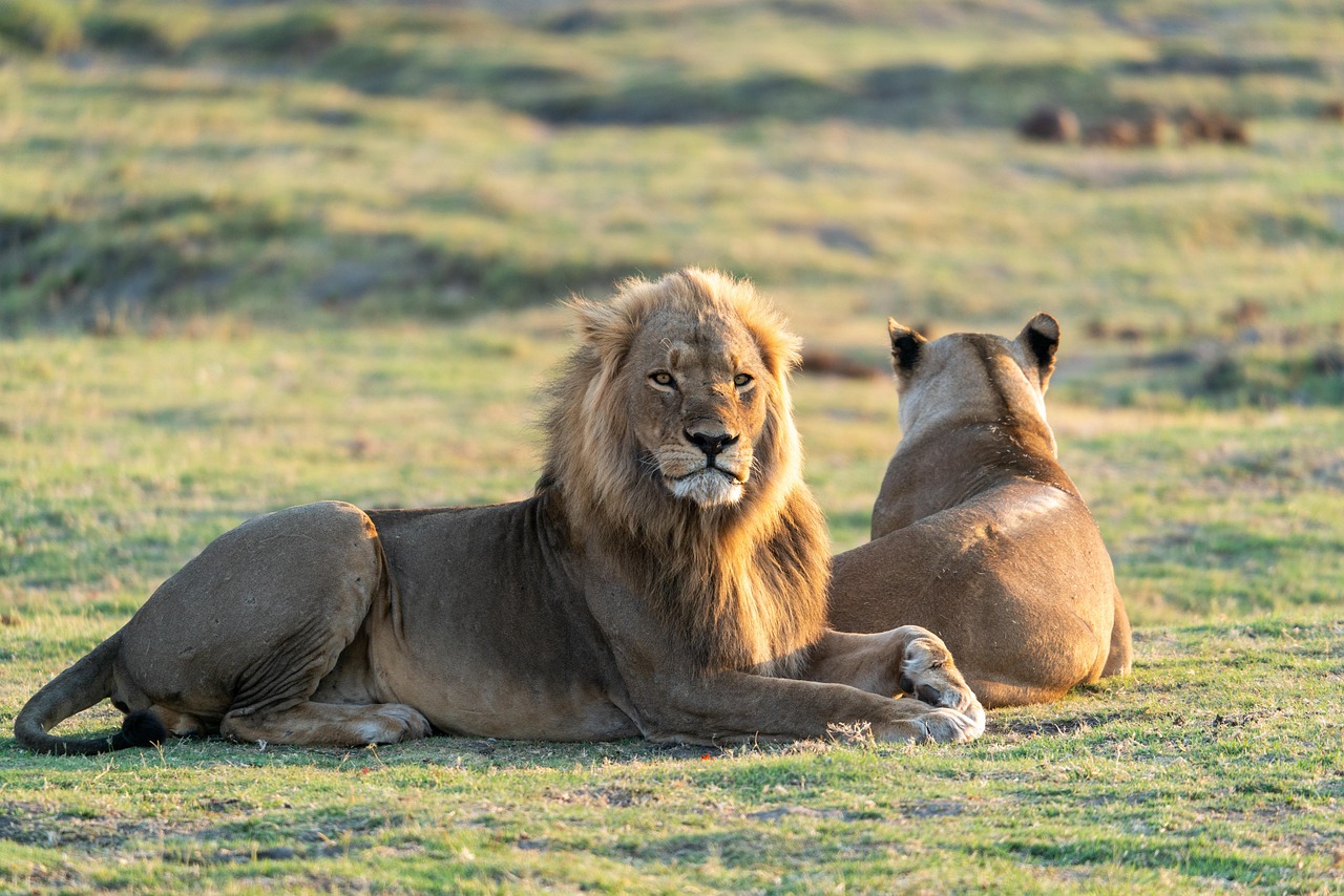 découvrez l'art de la photographie safari : capturez des moments uniques de la faune sauvage dans leur habitat naturel avec nos conseils et astuces experts.