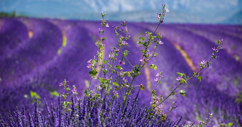 Blog d'actualités et d'informations : suivre La Motte en Provence et ses environs