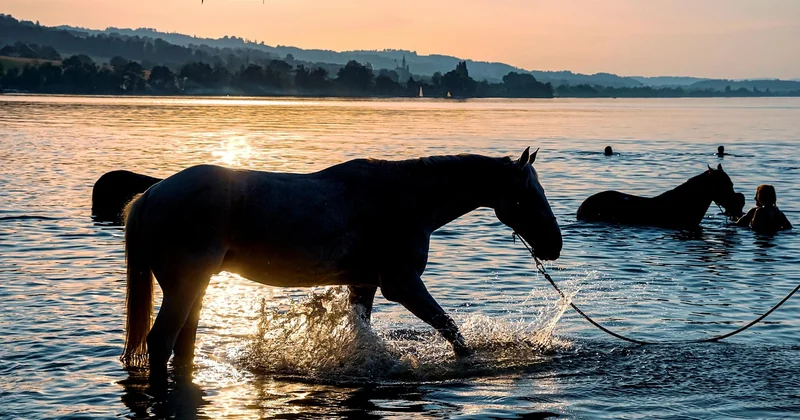 Peut-on vraiment se baigner dans le lac de Constance ?