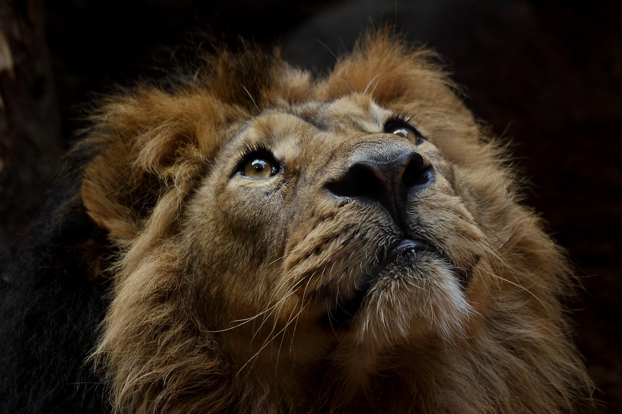 Safari photo en Afrique : conseils pour réussir ses clichés